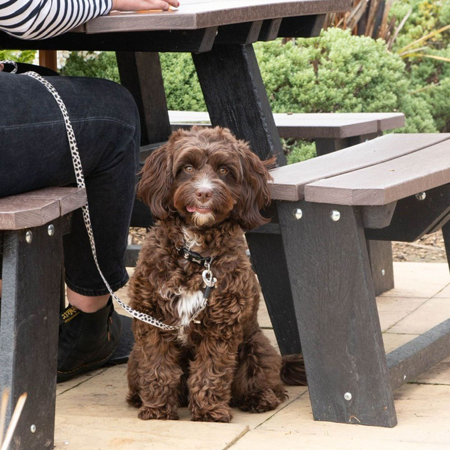 Your local dog friendly pub in Trowbridge